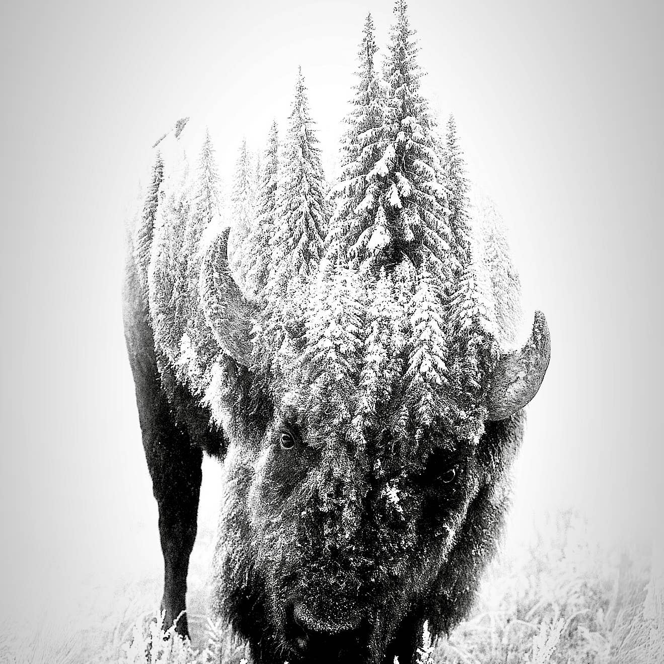 Bison covered in snow with trees in the background