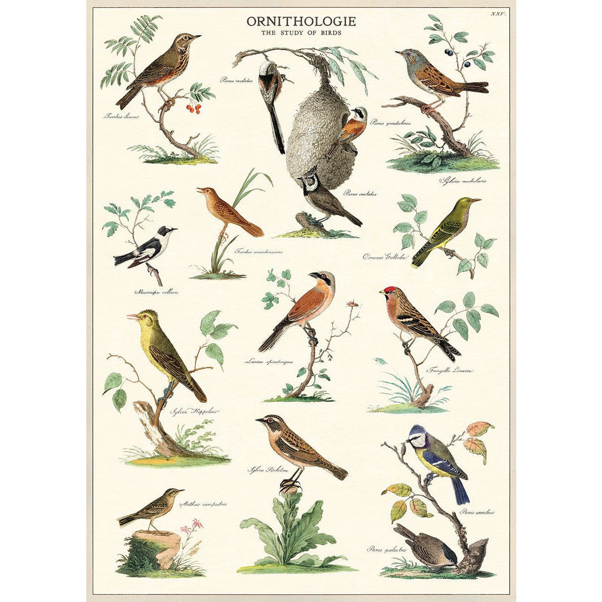 Print/Poster - Ornithologie