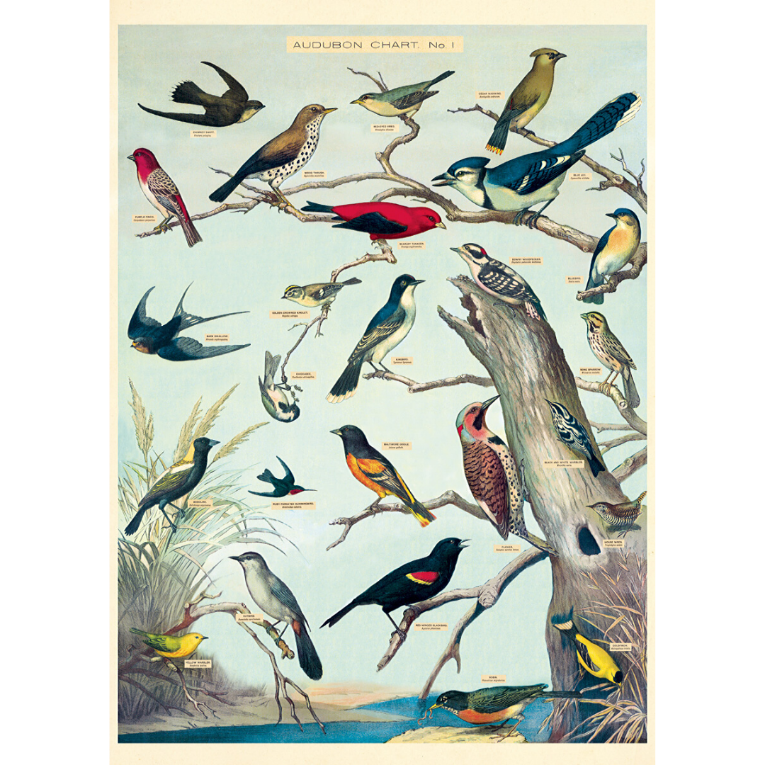 Print/Poster - Audubon Birds