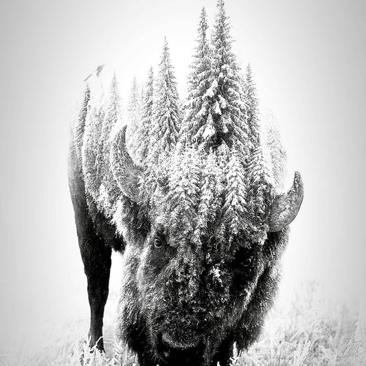 Bison covered in snow with trees in the background