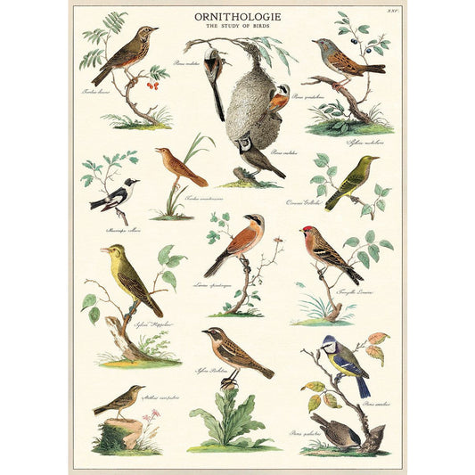 Print/Poster - Ornithologie