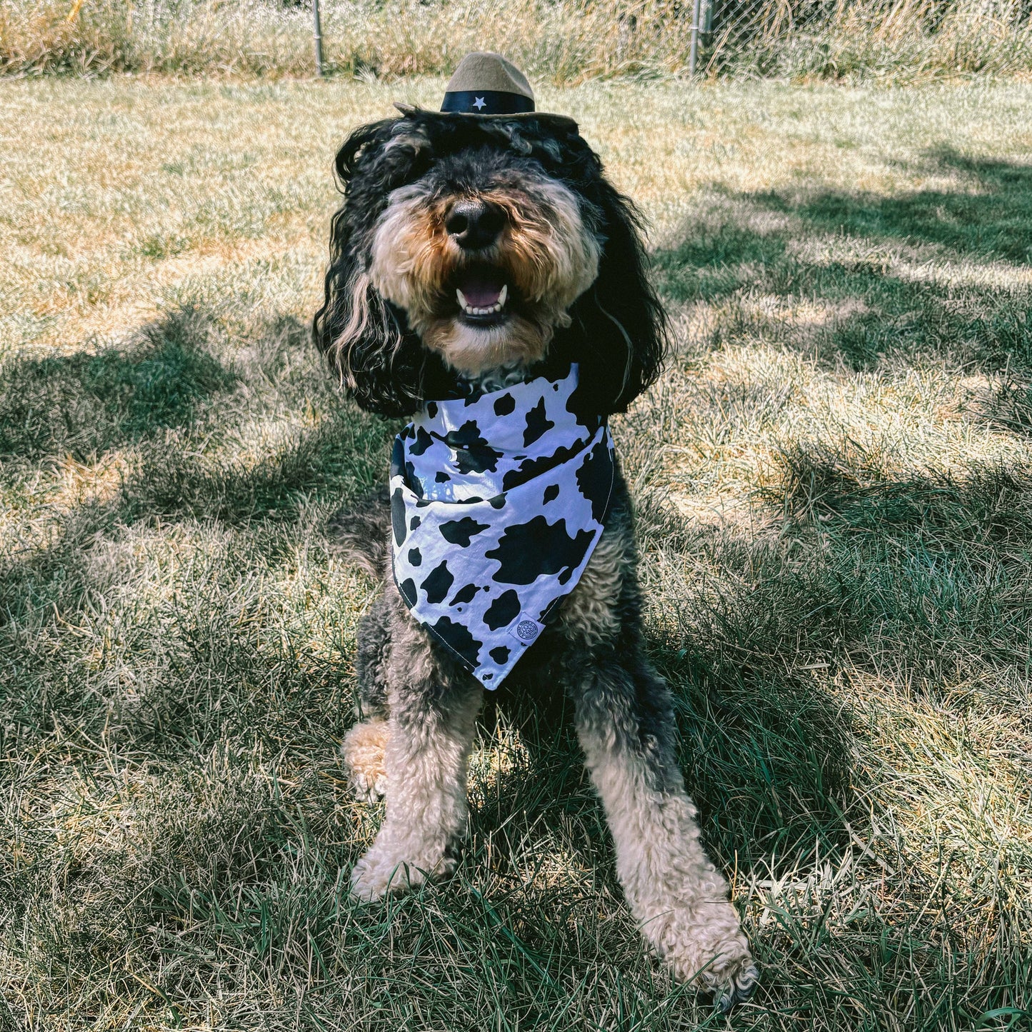 Tucker Dog Bandana | Cow Print Western Cotton